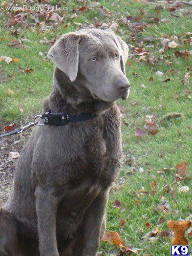 Labrador Retriever Puppies for Sale